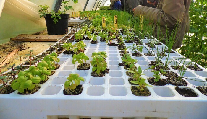 Jardinons ! Atelier "Réussir ses semis"