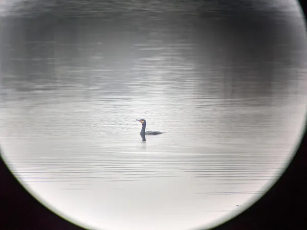 Les oiseaux de la Réserve naturelle régionale des Seiglats