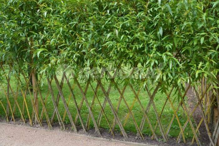 Jardinons ! Créer une haie vivante tressée.