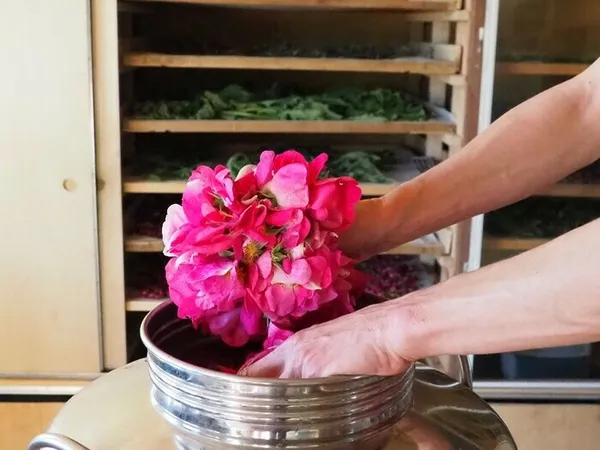 Atelier de distillation et découverte du jardin des roses