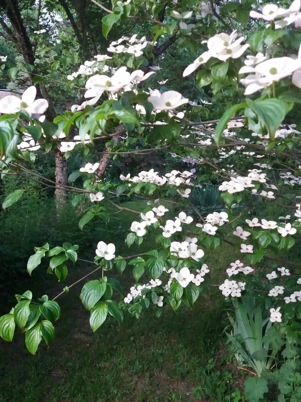 Jardin de la Ferrière