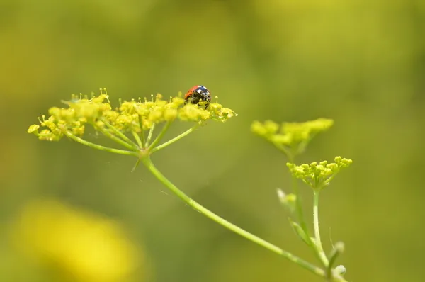 Balade naturaliste : couleurs de coccinelle