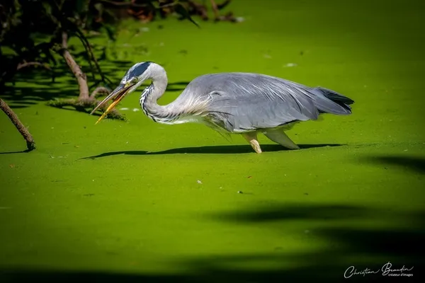 Balade photographique naturaliste : L'oiseau, médiateur du beau et symbole de la biodiversité