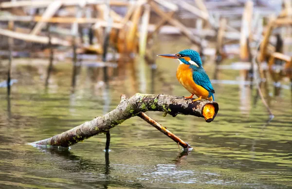 Observer les oiseaux de la Deûle : un nouveau regard sur les berges
