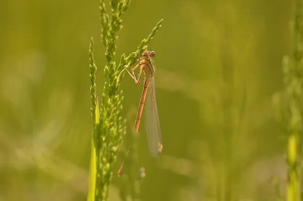 REPORTEE/Balade naturaliste : les danseuses du marais