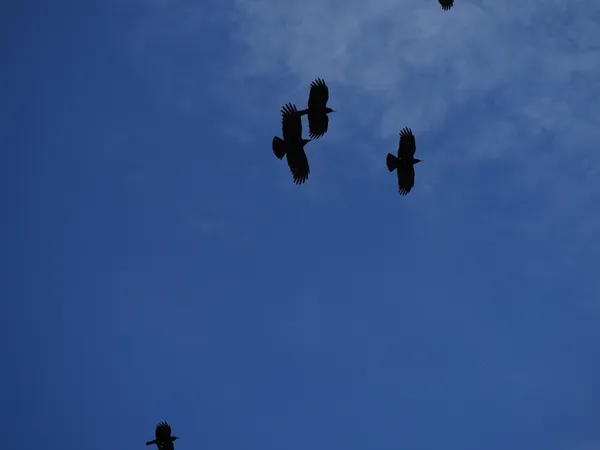 Journée européenne des oiseaux migrateurs