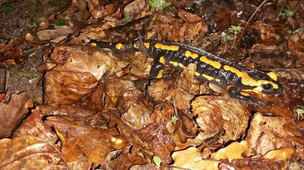 Sur les traces des salamandres