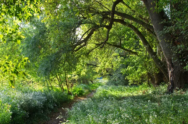 Exploration des grèves de Loire et de la ripisylve à Mardié