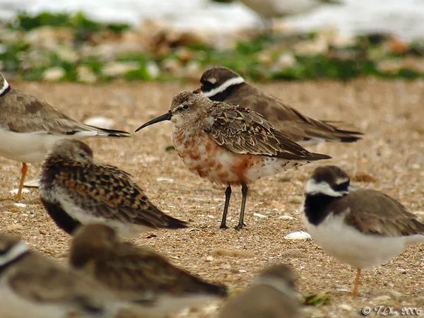 Les oiseaux du bord de mer