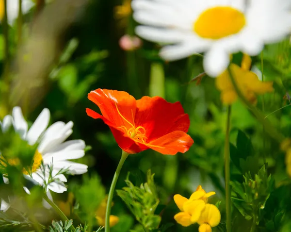 Explorons le jardin remarquable