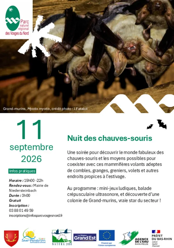 Nuit des chauves-souris