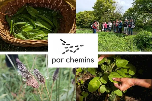 Balade découverte des plantes sauvages comestibles