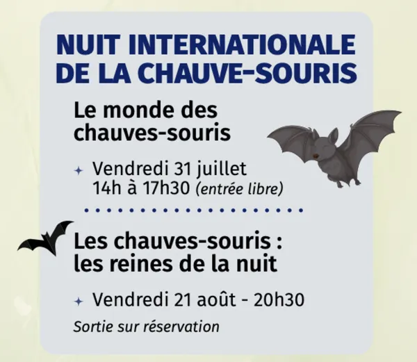 Les chauves-souris : les reines de la nuit