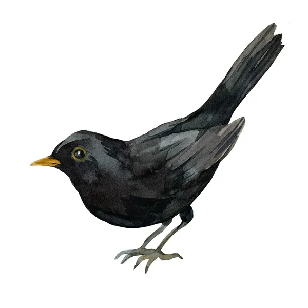Les oiseaux de Colomiers : dessine-moi une corneille !