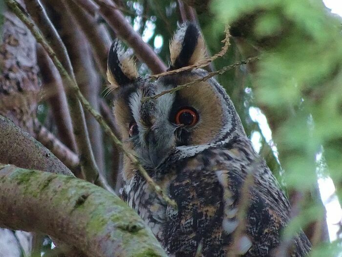 Un chant dans la nuit, l'appel des oiseaux nocturnes