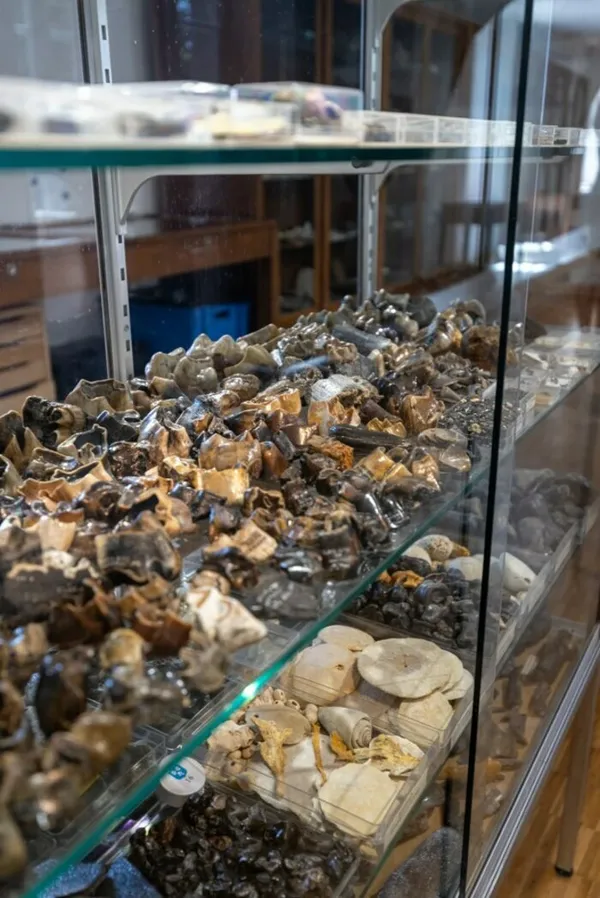 Visite libre des collections