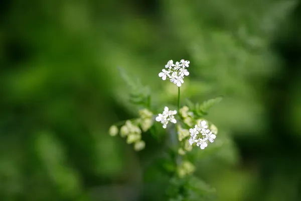 Découverte de la faune et flore de la Réserve Ecologique des Barails au fil des saisons