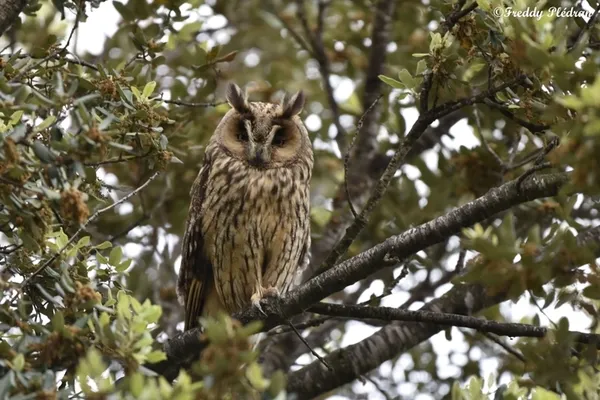 Sortie nature crépusculaire : le bal des ailes nocturnes