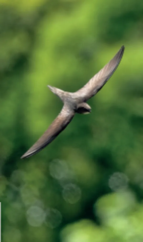 Journée mondiale des martinets: la faune du bâti: martinets, chauves-souris, moineaux et hirondelles