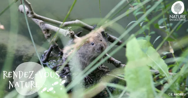 13/09 - Sur les traces du Campagnol amphibie