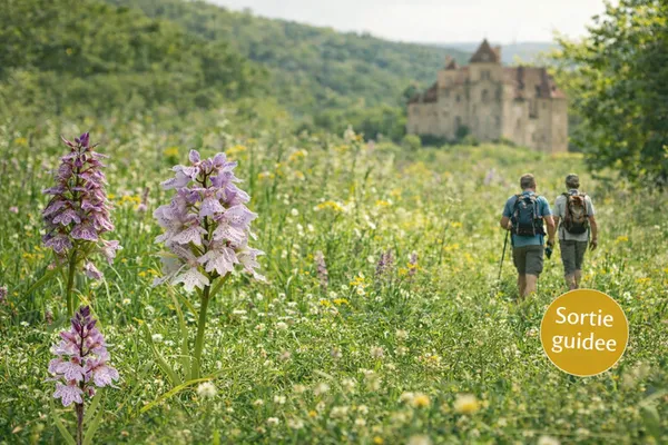 Balade de découverte des orchidées sauvages