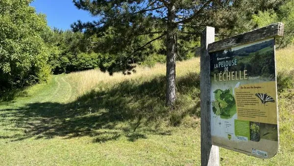Découvrez les gentianes auboises