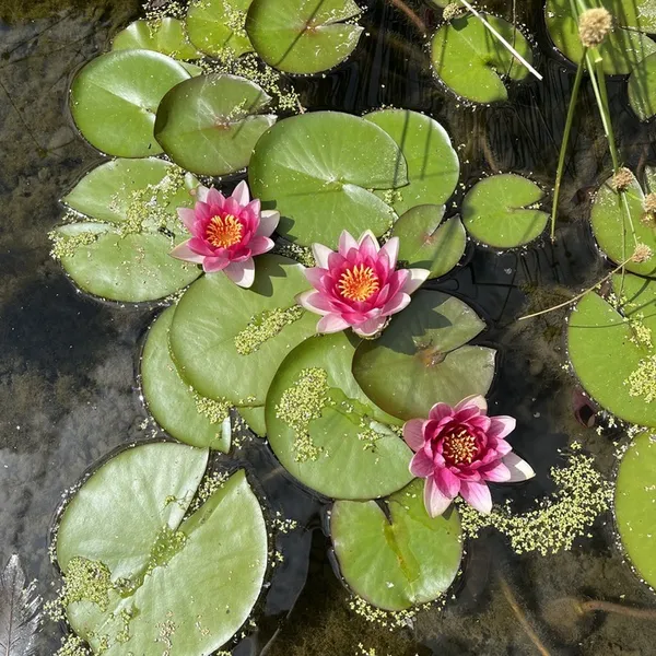 Visite poétique au jardin