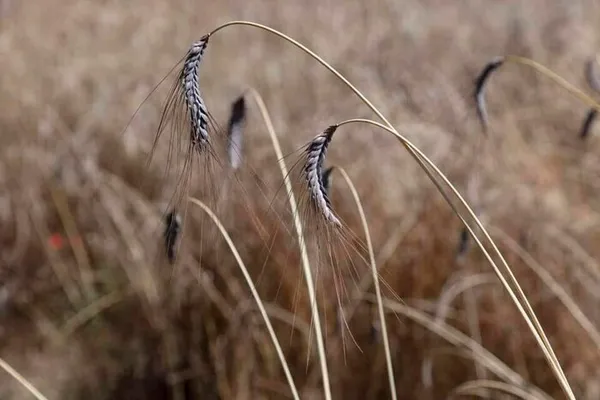 Semis des céréales anciennes