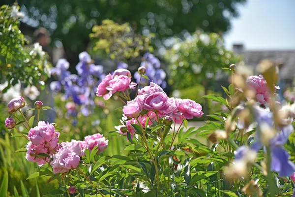 Atelier plantation dans le parc du château de Compiègne