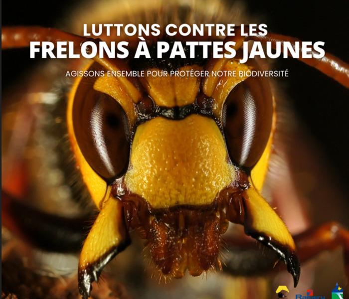 REUNION FRELON ASIATIQUE