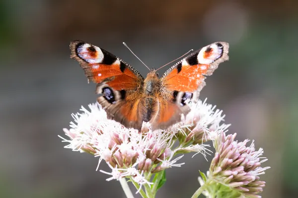 Papillonnages à Montormel