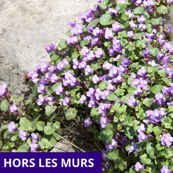 Les plantes sauvages en ville et leurs usages