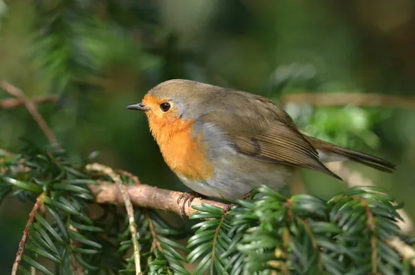 Balade naturaliste : le monde magique et poétique des oiseaux