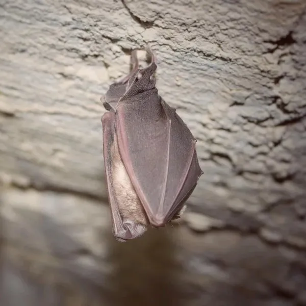 Nuit internationale de la chauve-souris