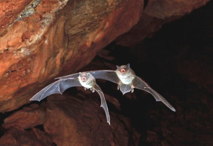 À la découverte des chauves-souris