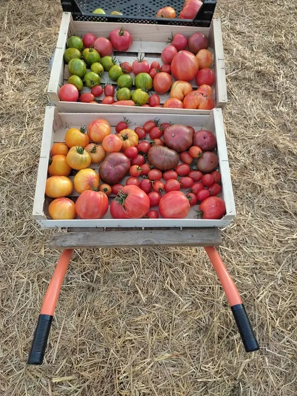 Jardinons ! Atelier "réussir ses tomates"