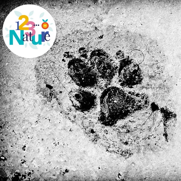 Sortie nature - Traces et indices