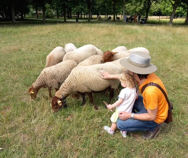 Tonds ton mouton