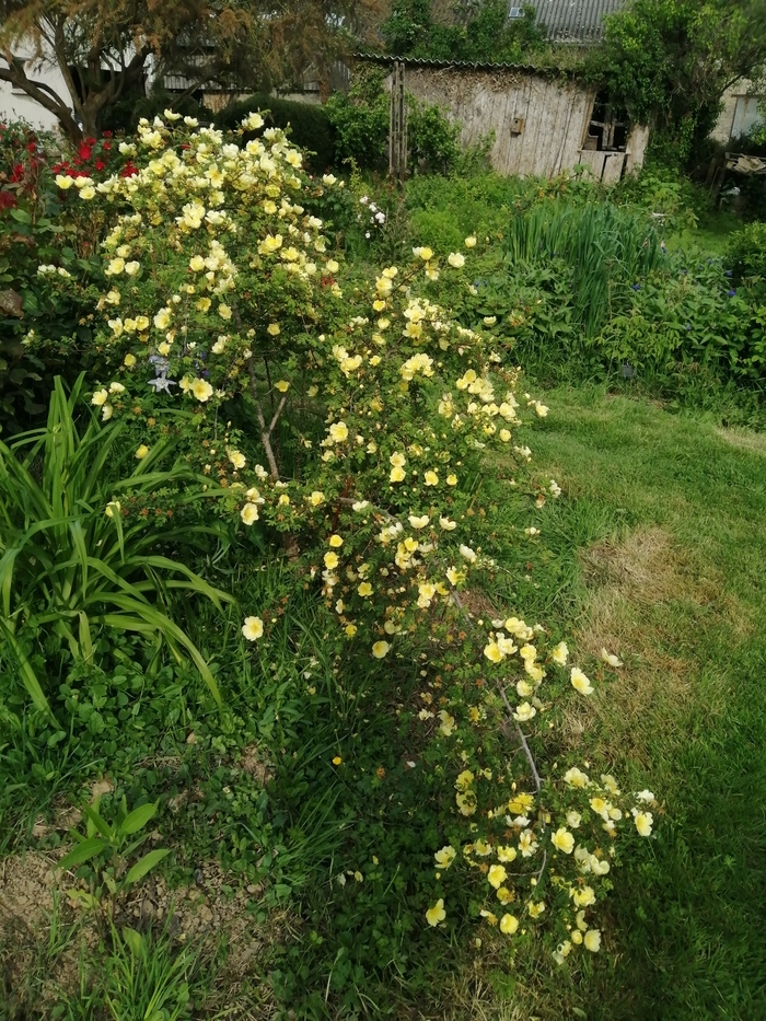 Visite de la collection de rosiers (anciens et botaniques)