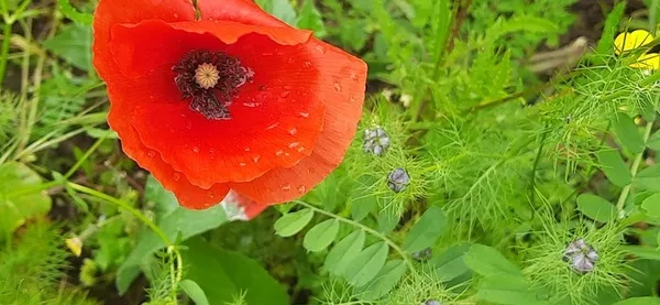 Regardons nos jardins !