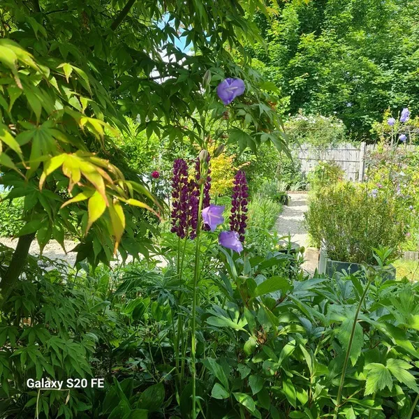 Visite et découverte d'un jardin privé amateur