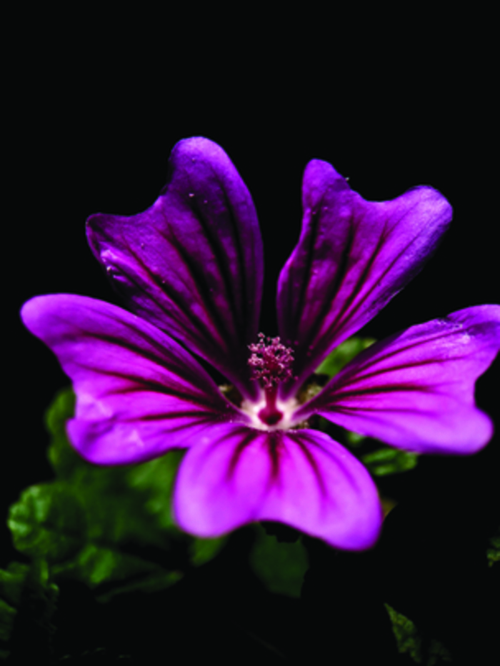 Nuit au jardin