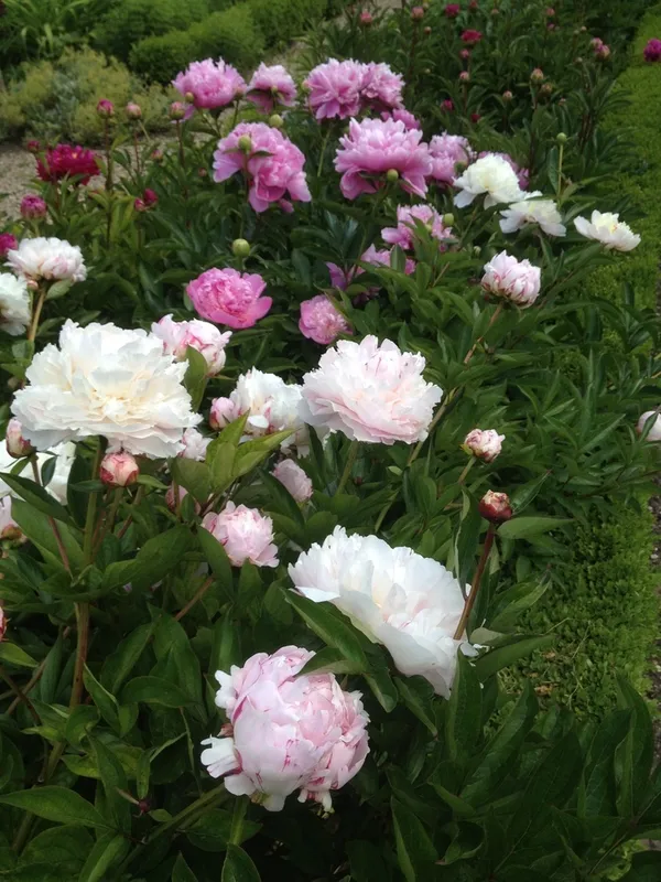 Visite de jardins privés