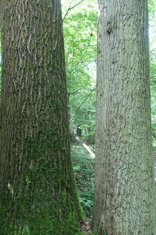 Tous en Forêt régionale de Ferrières ! Découverte en exclusivité de sa nouvelle Réserve biologique intégrale (RBI)