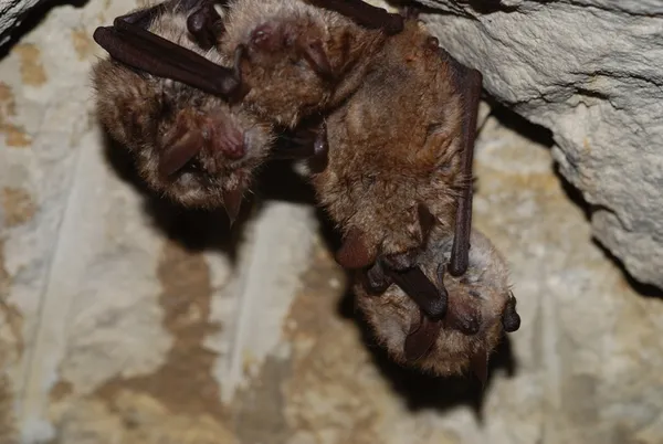 Des vieilles pierres, la nuit et des chauves-souris
