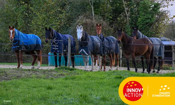 Ecurie Perrine Carlier : une écurie à l’écoute des chevaux et des cavaliers (14)