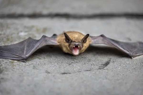 La nuit, les chauves-souris sont de sortie !