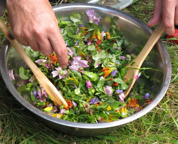 Cueillette de plantes sauvages comestibles