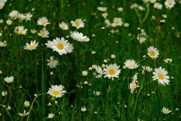 Atelier "Plantes sauvages comestibles"