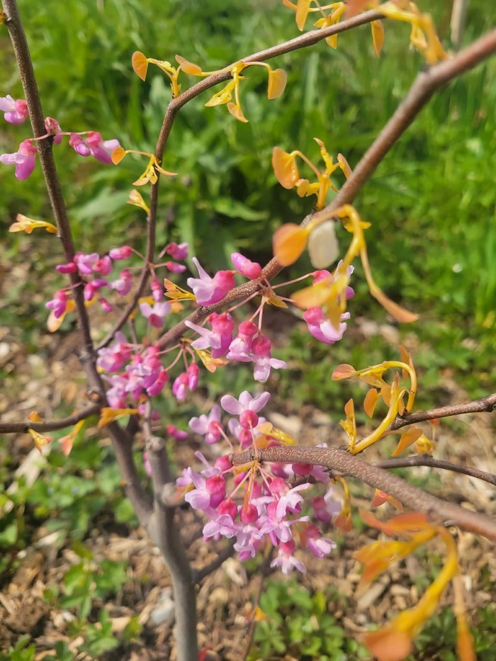 Visite découverte et inauguration du jardin-forêt "La forêt des épices"